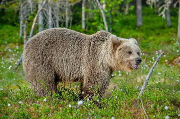Wild Brown bear (ursus Arctos) in the summer forest. Green forest natural background.
