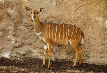 Nyala (Tragelaphus angasii).