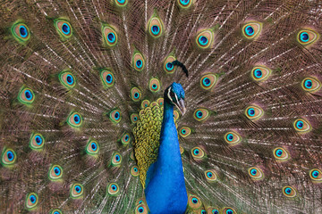 Fototapeta premium Indian peafowl (Pavo cristatus)