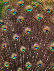 Obraz premium Plumage of the Indian peafowl (Pavo cristatus)