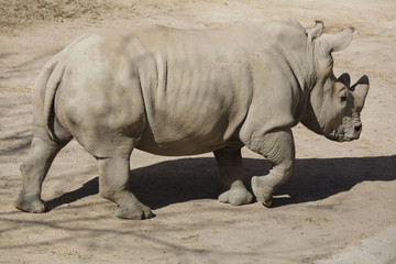 Southern white rhinoceros (Ceratotherium simum)