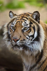 Sumatran tiger (Panthera tigris sumatrae).