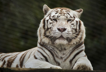 White tiger (Panthera tigris tigris).