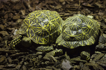 Indian star tortoise (Geochelone elegans).