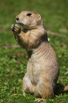 Naklejki Black-tailed prairie dog (Cynomys ludovicianus)
