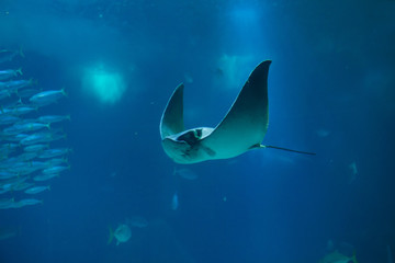 Common eagle ray (Myliobatis aquila).