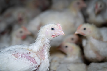 Junge Hähnchen wechseln das Federkleid, Daunen weichen den Federn