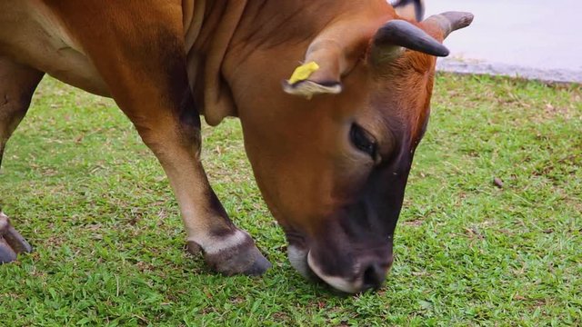 Close Up, Horned cow eating grass