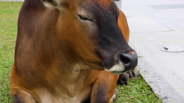 Cow laying on the floor resting and sleeping