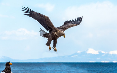 Adult White-tailed eagle in flight. Sky  background. Scientific name: Haliaeetus albicilla, Ern, erne, gray eagle, Eurasian sea eagle and white-tailed sea-eagle.