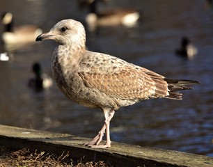 Obraz premium Young Seagull