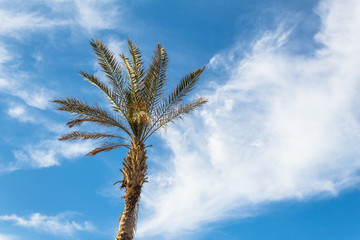 palm tree against clear blue sky as background