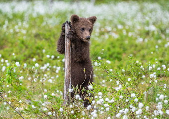 Brown bear cub playing on the field among white flowers. Bear Cub stands on its hind legs....