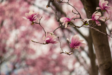 pink magnolia flower on a branch in the spring