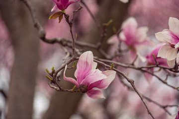 Fototapeta na wymiar pink magnolia flower on a branch on the spring