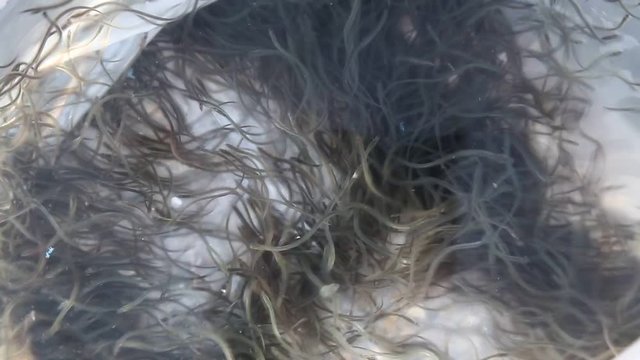 Junge Aale schwimmen im Plastikbeutel