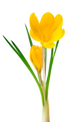 Beautiful yellow crocus on a white background - fresh spring flowers. (selective focus)