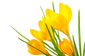 Fotobehang Krokus Beautiful yellow crocus on a white background - fresh spring flowers. (selective focus)  © ulkan