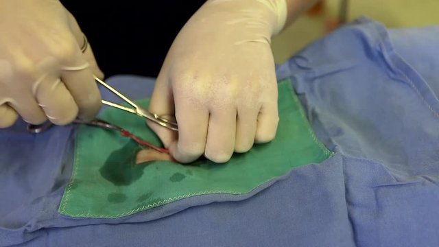 Close Up Footage Of A Pet Being Spayed By A Vet In A Rural Veterinary Clinic In South Africa