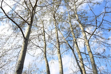 Weiße Birken mit blauen Himmel und weißen Wolken als Hintergrund