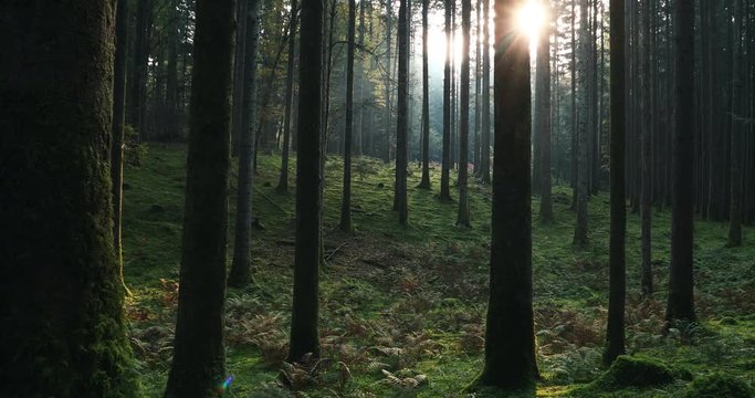 Magic morning sunrays in mossy forest landscape. Dolly slider equipment used.