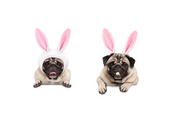 two cute pug puppy dogs, dressed up as easter bunnies, hanging with paws on white banner, isolated