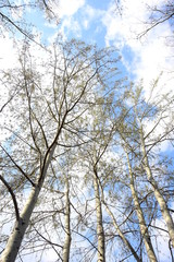 Birken ragen hoch in den Himmel