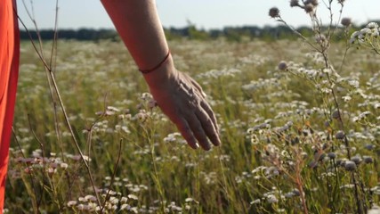 Beautiful chamomile field touched by a female hand on a sunny day in slo-mo
