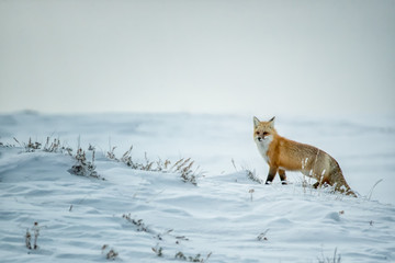 Red Fox in snow taken in yellowstone National Park