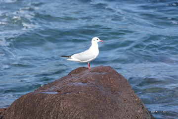 Seagulls on the seashore