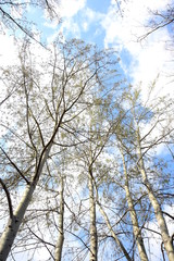 Weiße Birken freigestellt vor blauen HImmel und weißen Wolken