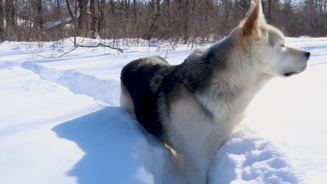 Slow panning shot of a husky wolf sitting in the snow.