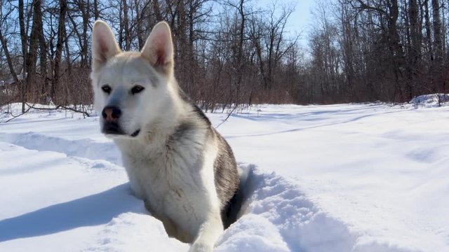 Slow panning shot of a husky wolf sitting in the snow.