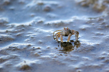 small ghost crab on the beach sand