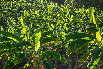 Man with grimace posing in green banana plantation