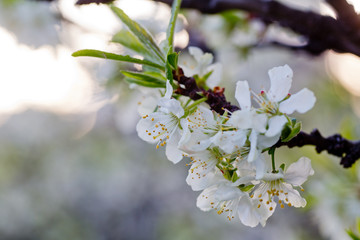 Prunus cerasus, sour cherry, tart , or dwarf, morello, amarelle, Montmorency cherry white delicate flower with young green leaves