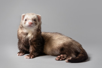 Ferret posing on grey background