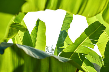 Closeup photo of textured green banana tree leaves outdoors © Andriy Bezuglov