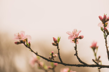 Obraz premium branches with cherry blossom flowers in the Spring