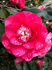 fleur de camélia rouge