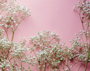 gypsophila paniculata flower on pink background