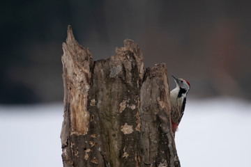 Middle spotted woodpecker