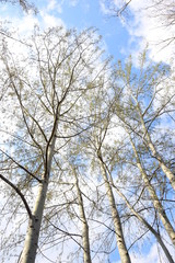 Baumkronen von weißen Birken vor blauen Himmel mit weißen Wolken