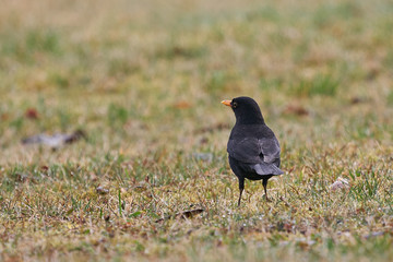 The common blackbird, also called Eurasian blackbird, Turdus merula, is a species of true thrush, in the spring looking for some worms or insects in the grass on garden.