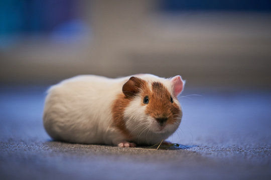A portrait shot of red and white young adult domestic guinea pig also known as cavy or domestic cavy on the carpet of children room as pocket pet, species of rodent belonging to the family Caviidae.