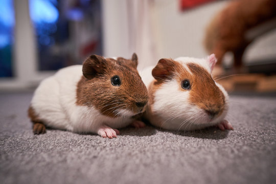 A portrait shot of pair red and white young adult domestic guinea pigs also known as cavy or domestic cavy on carpet of children room as pocket pet, species of rodent belonging to the family Caviidae