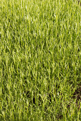 Background of freshly born lavender plants on a sunny spring day