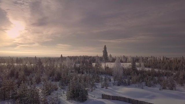 trees covered with snow in a sunrise in Sweden norn&auml;s