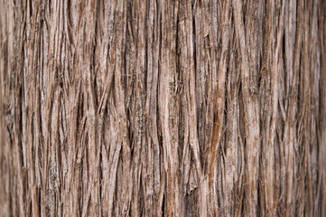 tree surface texture