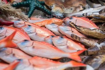 Special ceramic depictions of fish typical of the Mediterranean Sea